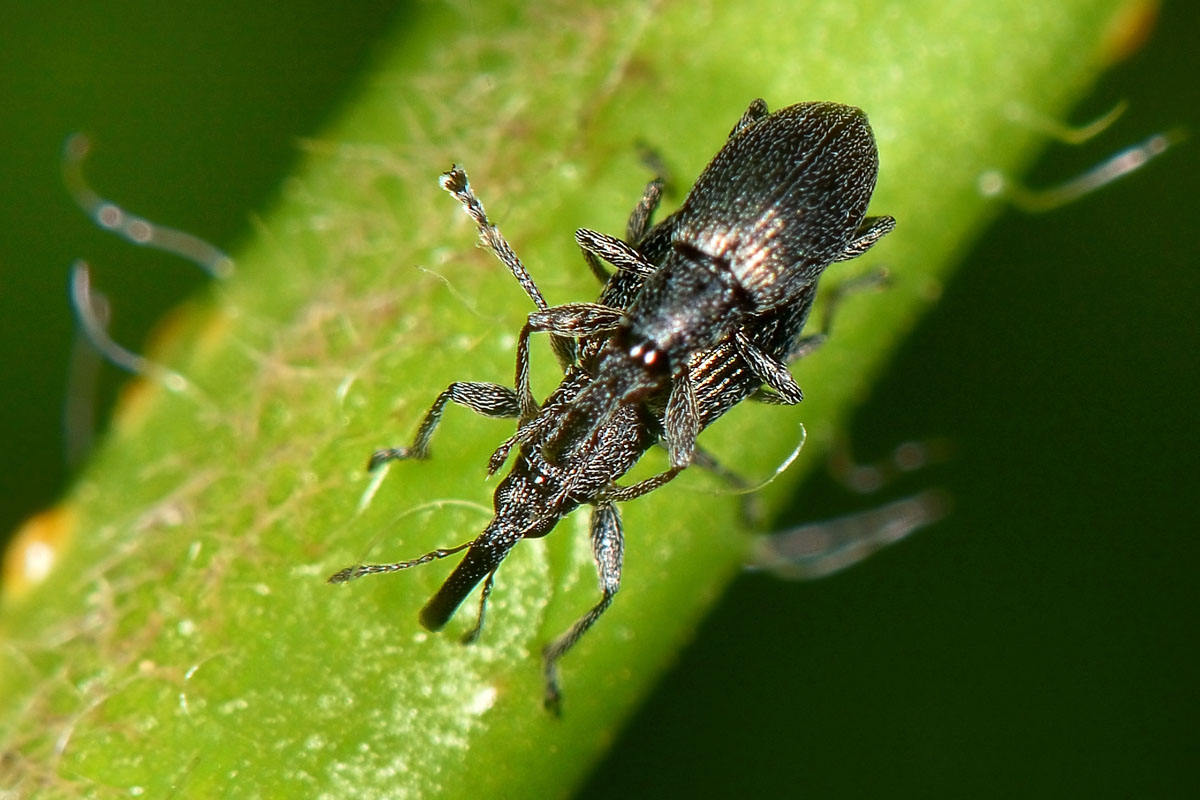Apionidae: Betulapion simile